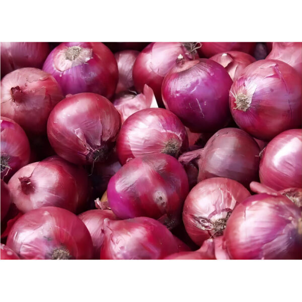 China Fresh Onion For Sale