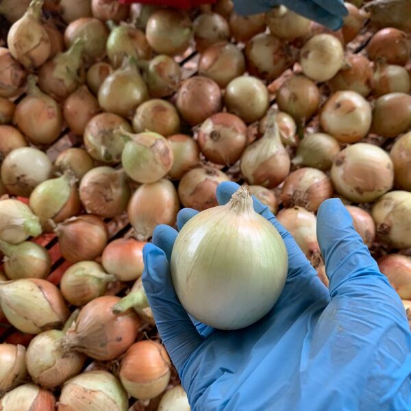 China Fresh Onion For Sale