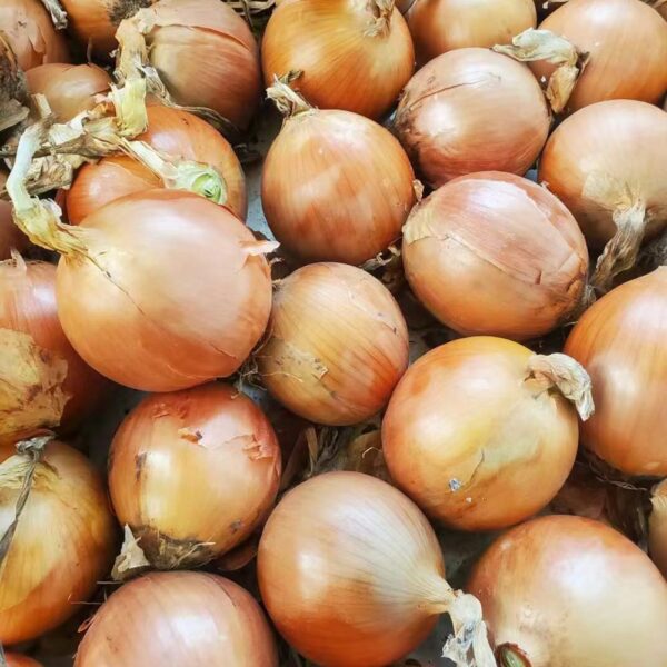 China Fresh Onion For Sale