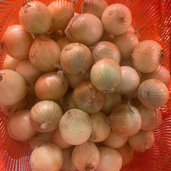 China Fresh Onion For Sale