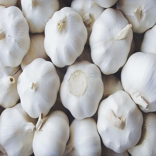 pure white garlic