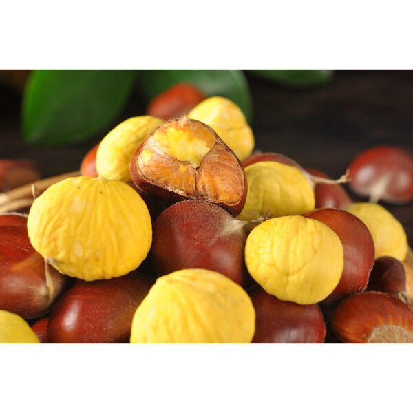 China Fresh Chestnut For Sale